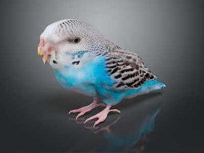 Blue And White Striped Budgie A Small Flying Animal Standing On Shiny Surface With Reflection 3d model