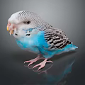 Blue And White Striped Budgie A Small Flying Animal Standing On Shiny Surface With Reflection