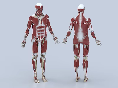 Human Muscle Anatomical Sculpture Front And Back View With Detailed Muscular Structure 3d model