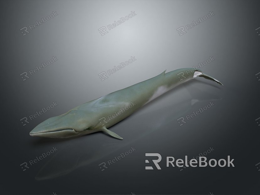 whale cartoon whale mammal marine mammal marine animal fish freshwater fish marine fish model