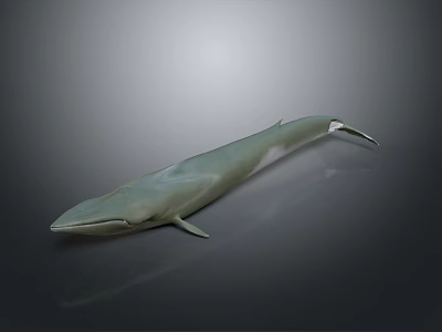 Realistic 3D Model of a Majestic Whale Aquatic Animal on Gray Background 3d model