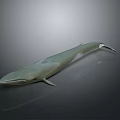 Realistic 3D Model of a Majestic Whale Aquatic Animal on Gray Background