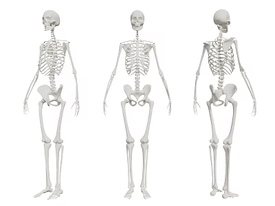 Three Human Skeleton Models Showing Front Back Side Limb Anatomical Structures 3d model