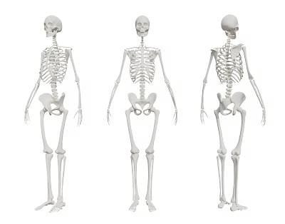 Three Human Skeleton Models Showing Front Back Side Limb Anatomical Structures 3d model