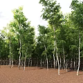 Aerial View Of Green Forest With Neatly Arranged Trees And Brown Ground