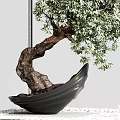 Lush Green Bonsai Plant With Curved Trunk In Black Pot Modern Interior