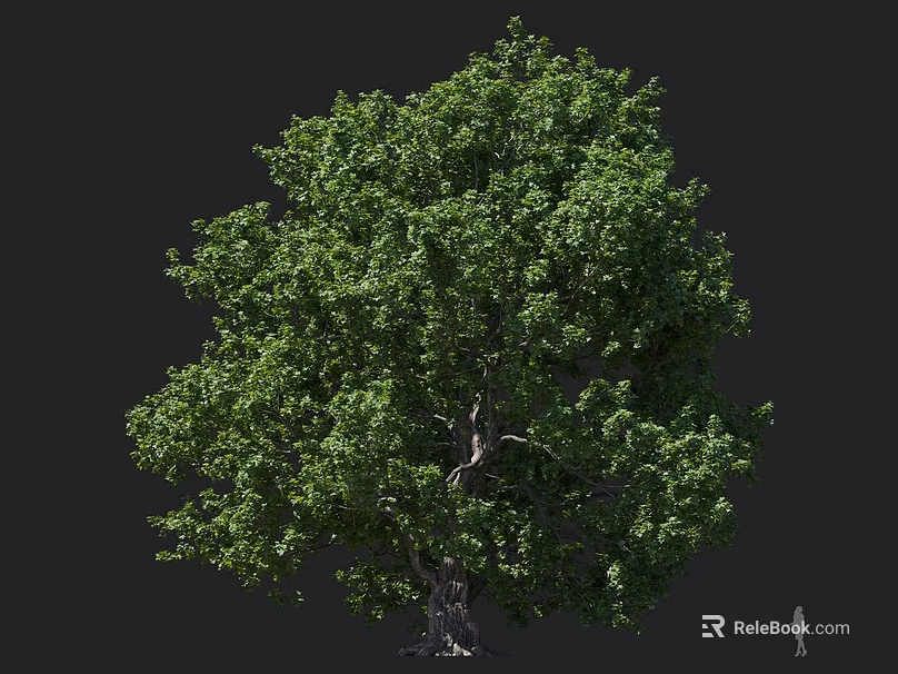Lush Green Arbor With Dense Foliage And Strong Trunk In Natural Setting 3d model 