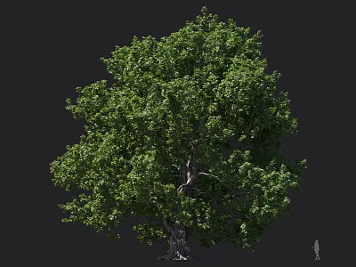 Lush Green Arbor With Dense Foliage And Strong Trunk In Natural Setting 3d model