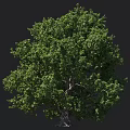Lush Green Arbor With Dense Foliage And Strong Trunk In Natural Setting