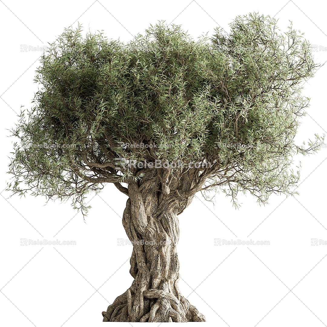 trees plants green plants bonsai bonsai 3d model