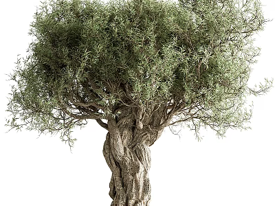 Tall Olive Tree With Gnarled Trunk And Lush Green Foliage Mediterranean Garden Plant 3d model