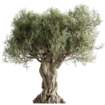 Tall Olive Tree With Gnarled Trunk And Lush Green Foliage Mediterranean Garden Plant 3d model