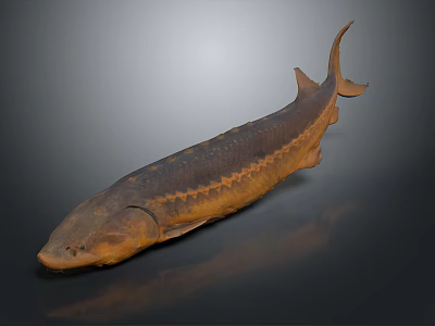 Sturgeon paddlefish sturgeon Chinese sturgeon paddlefish family 3d model