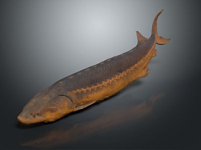 Sturgeon paddlefish sturgeon Chinese sturgeon paddlefish family 3d model