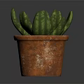 Succulent Plant with Green Spotted Fleshy Leaves in Rustic Terracotta Pot on Dark Reflective Surface