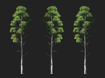 Three Tall Arbor Trees With Green Leaves And White Trunks For Landscape Design 3d model