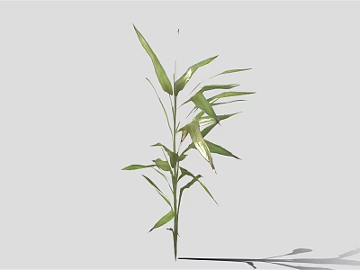 Fresh Green Bamboo Plant With Long Stems And Lush Leaves For Indoor Decor 3d model
