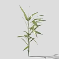 Fresh Green Bamboo Plant With Long Stems And Lush Leaves For Indoor Decor