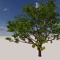 Jackfruit Trees With Lush Green Leaves And Ripe Fruits Under Blue Sky And White Clouds