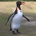 Knott's sword beak penguin giant penguin marine life animal 3d model