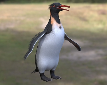 Knott'sword beak penguin giant penguin marine life animal 3d model