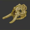 Ancient Animal Skull Fossil With Long Tusks And Weathered Mossy Surface