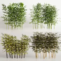 Various Bamboo Plants With Different Heights Green Leaves And Dense Clusters