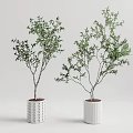 Decorative Bonsai Trees In White Textured And Smooth Surface Pots 3d model