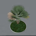 Lush Palm Tree With Palmate Leaves In Circular Pot And Green Grass On Gray Background