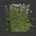 White Daisy Plant With Green Leaves And Lush Foliage On Black Background