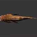 Brown Spotted Fish With Open Mouth And Yellow Fins On Dark Background