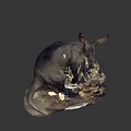 Dark Fur Anteater Taxidermy Specimen With Long Snout And Large Ears