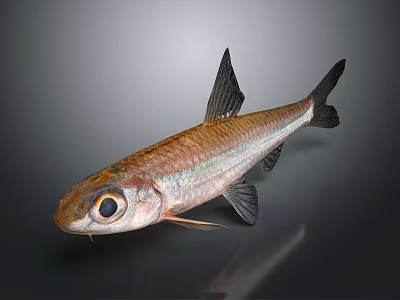 Silver Brown Fish With Large Eyes And Black Fins On Dark Background Shiny Surface 3d model
