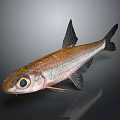 Silver Brown Fish With Large Eyes And Black Fins On Dark Background Shiny Surface