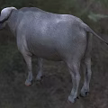 Gray Water Buffalo Standing On Green Grass With Large Curved Horns