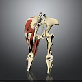 Detailed Human Anatomical Model Showing Skeleton Muscles Pelvic And Thigh Structures