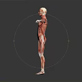 Human Muscle Anatomy 3D Rendered Model With Full Body Muscular Structure
