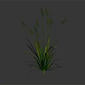 Lush Green Grass With Slender Stems And Leaves Featuring Yellow Stripes On Gray Background