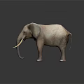 Realistic Standing Elephant Model With Large Ears Long Tusks And Beige Texture On Dark Background
