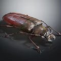 Large Beetle With Reddish Brown Elytra Metallic Sheen And Prominent Mandibles On Dark Background