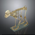 Mammalian Skeleton Organ Structure Display on Blue Base Stand with Detailed Bones