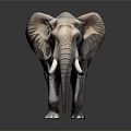 Majestic Gray Elephant With Long White Tusks Standing On Shiny Reflective Surface