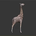 Realistic Standing Giraffe With Brown Spots On Gray Background