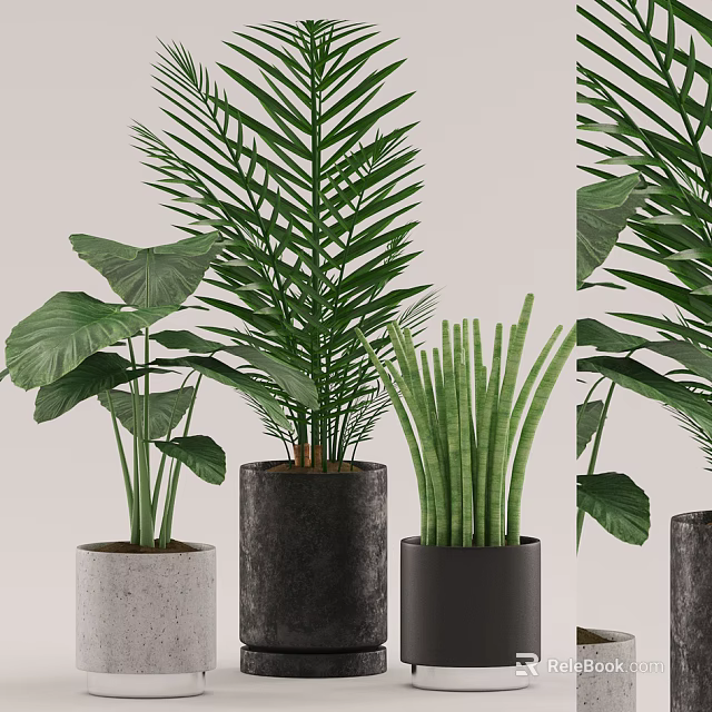 Indoor Potted Plants With Large Leaves Palm And Snake Plant In Concrete And Black Pots 3d model 