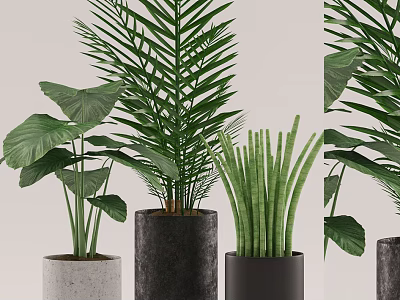 Indoor Potted Plants With Large Leaves Palm And Snake Plant In Concrete And Black Pots 3d model