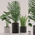 Indoor Potted Plants With Large Leaves Palm And Snake Plant In Concrete And Black Pots