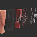 Man Anatomical Structure Display With Muscles Blood Vessels Bones And Joints