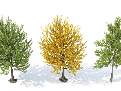 Three Arbor Trees Featuring Green And Yellow Foliage In Natural Setting 3d model