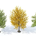 Three Arbor Trees Featuring Green And Yellow Foliage In Natural Setting