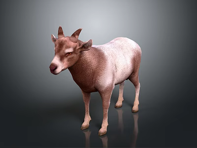 Realistic brown and white goat with horns standing on gray background 3d model